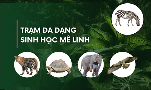 Một ngày trải nghiệm thực tế tại Trạm đa dạng sinh học Mê Linh của học sinh lớp 6A1, 6A5, 6A6 và AE 6.1